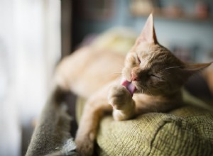 Dermatite atopique chez le chat