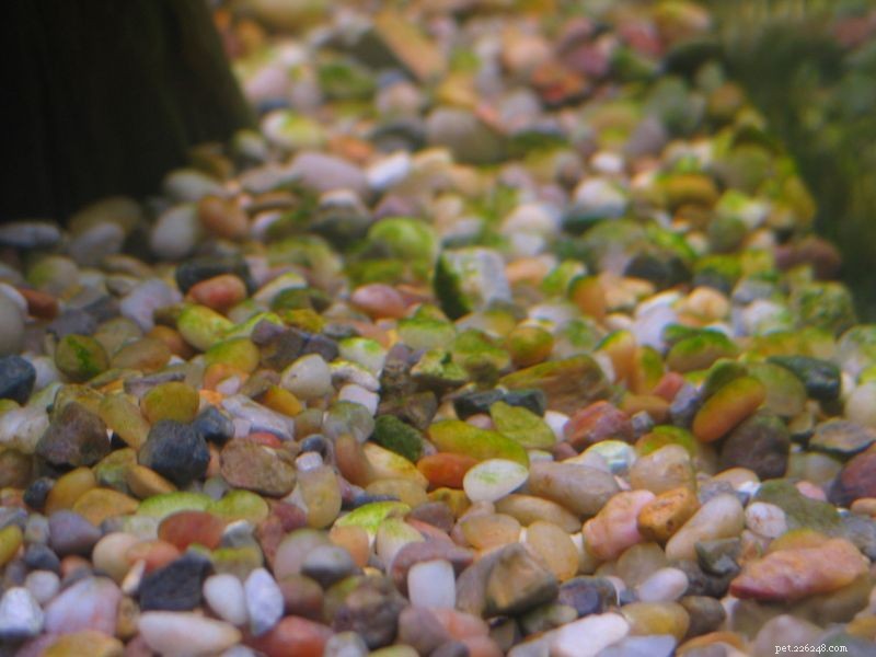 Hoe om te gaan met algen op grind in een aquarium