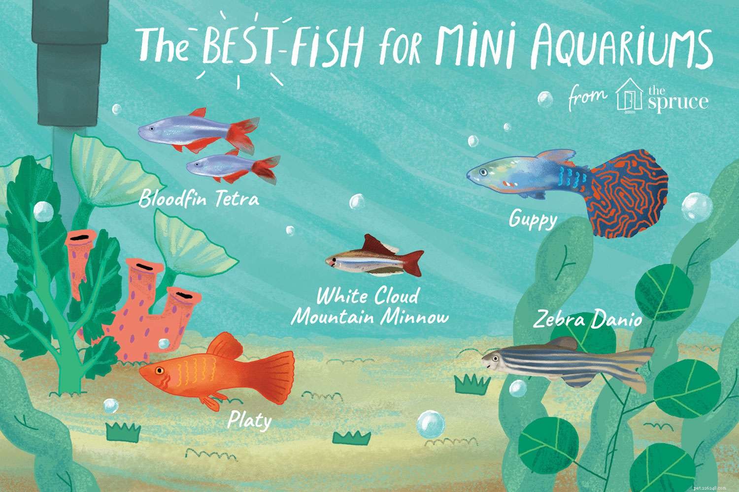 Mini-aquaria:de voor- en nadelen van kleine aquaria