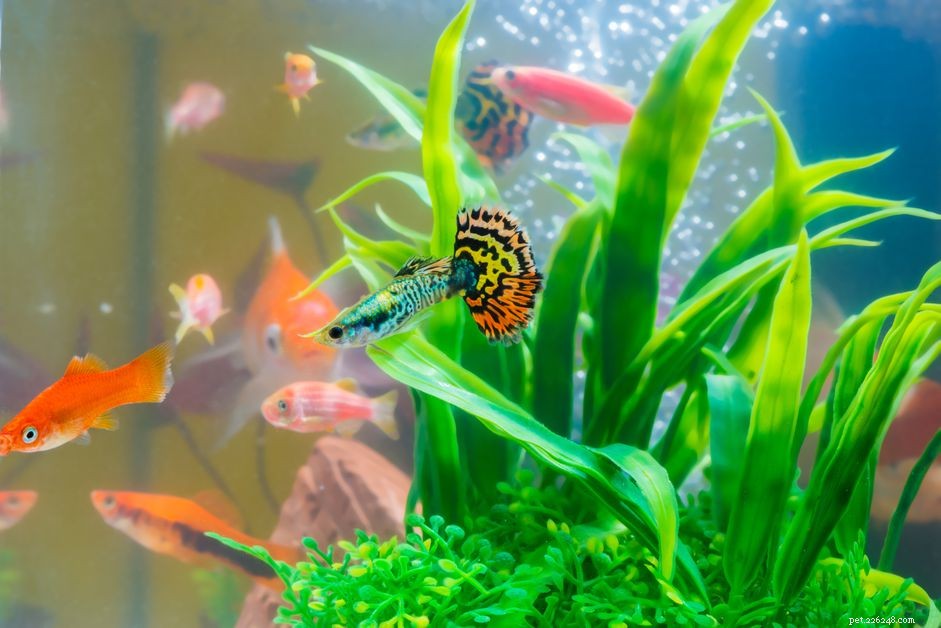 Mini akvária:Výhody a nevýhody malých akvárií