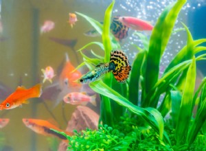 Mini akvária:Výhody a nevýhody malých akvárií