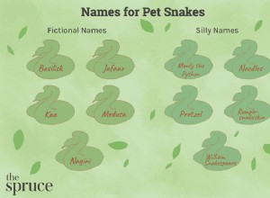 애완용 뱀의 100가지 이름