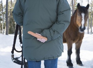 Comment attraper un cheval difficile à attraper