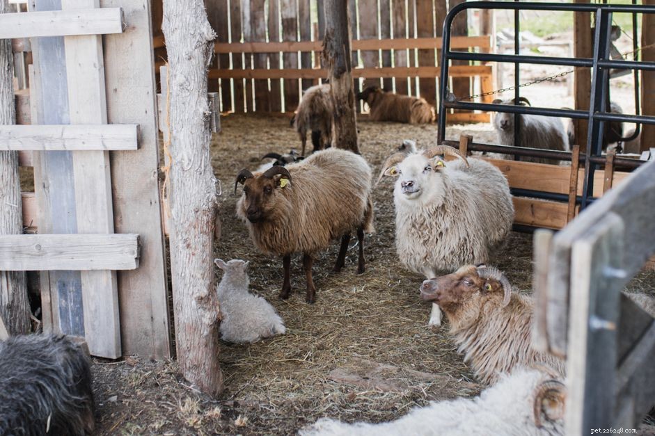 8 fotos que provam que os animais de fazenda são os mais fofos