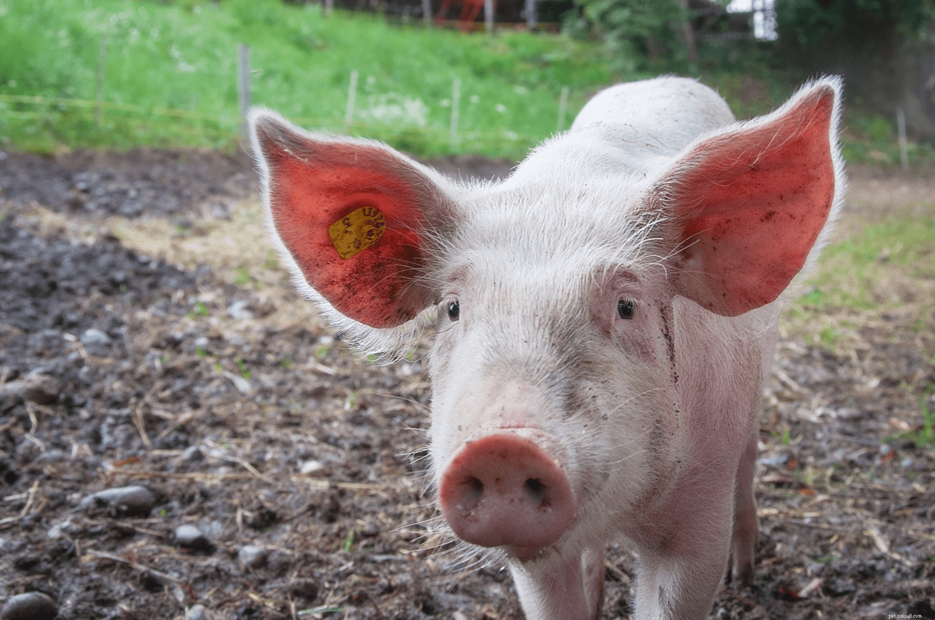 8 fotos que provam que os animais de fazenda são os mais fofos