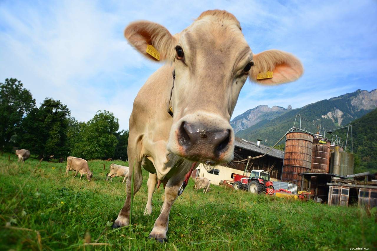 8 foto che dimostrano che gli animali da fattoria sono i più carini