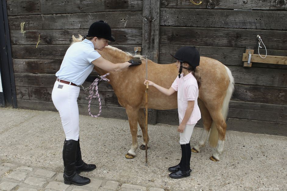 Hoe de lengte van een paard te meten