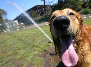 Passar com seu cachorro quando está muito quente lá fora