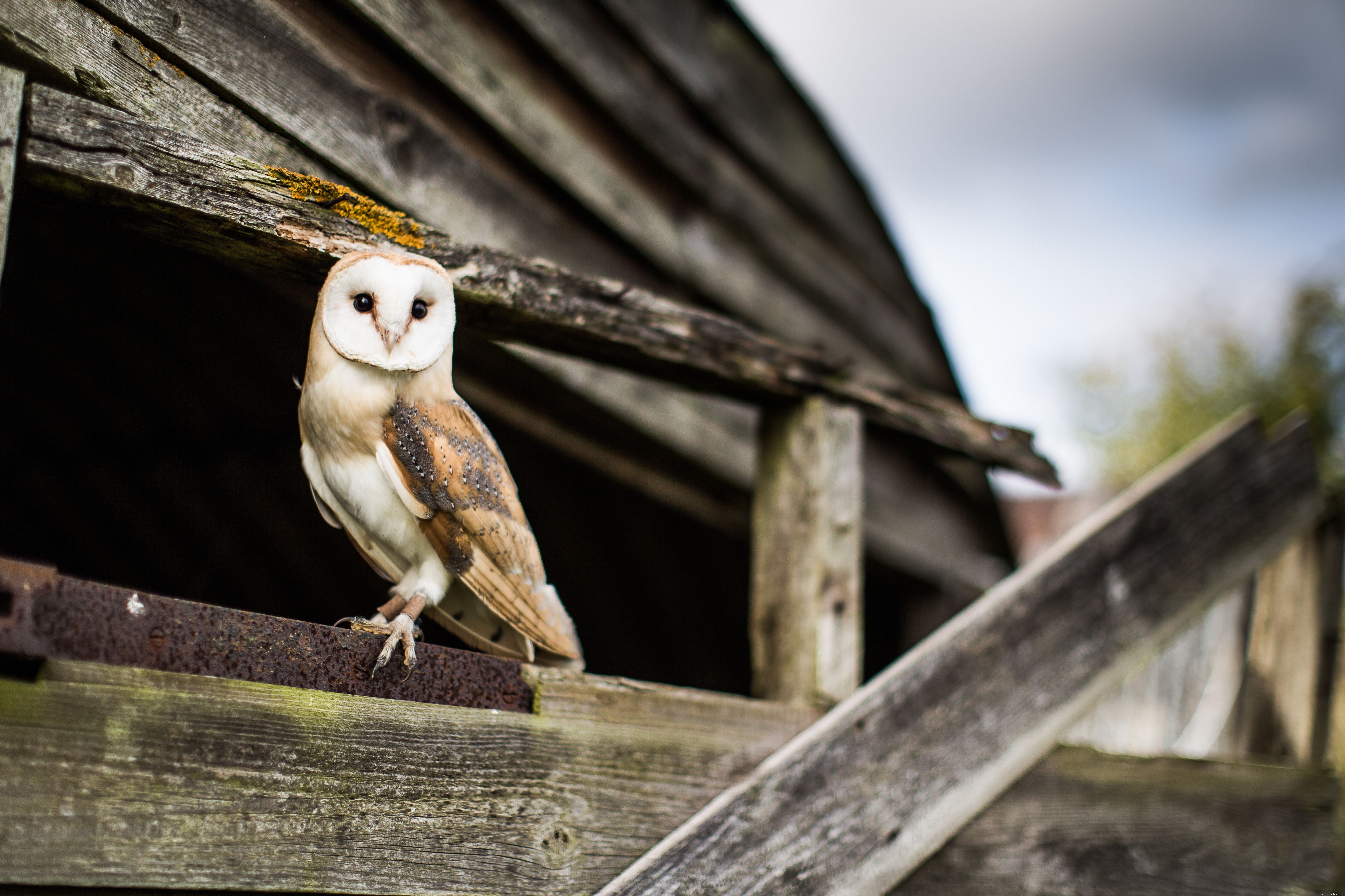 6 redenen waarom uilen slechte huisdieren maken