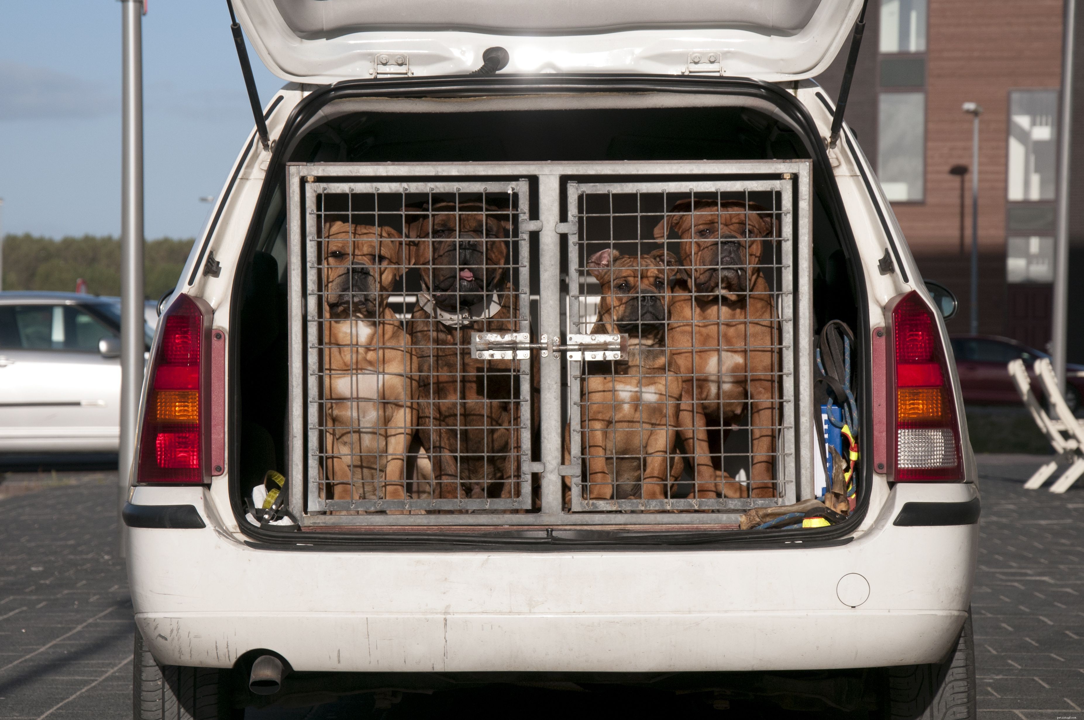安全のためにあなたの車の中で犬を拘束する最良の方法 