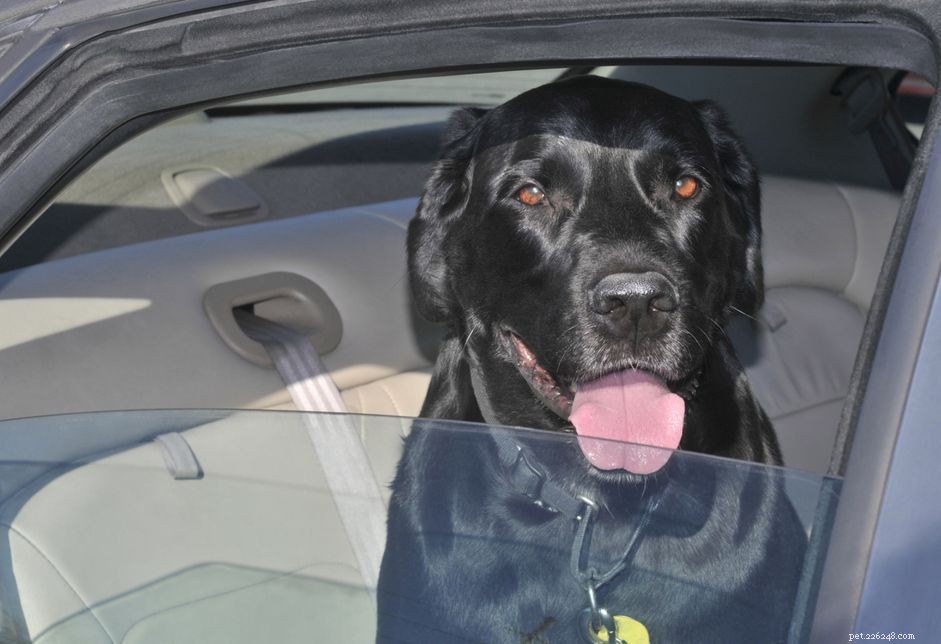 De beste manier om een ​​hond in uw auto vast te zetten voor de veiligheid