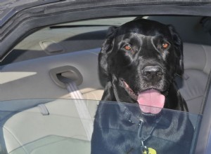 Melhor maneira de prender um cachorro no carro por segurança