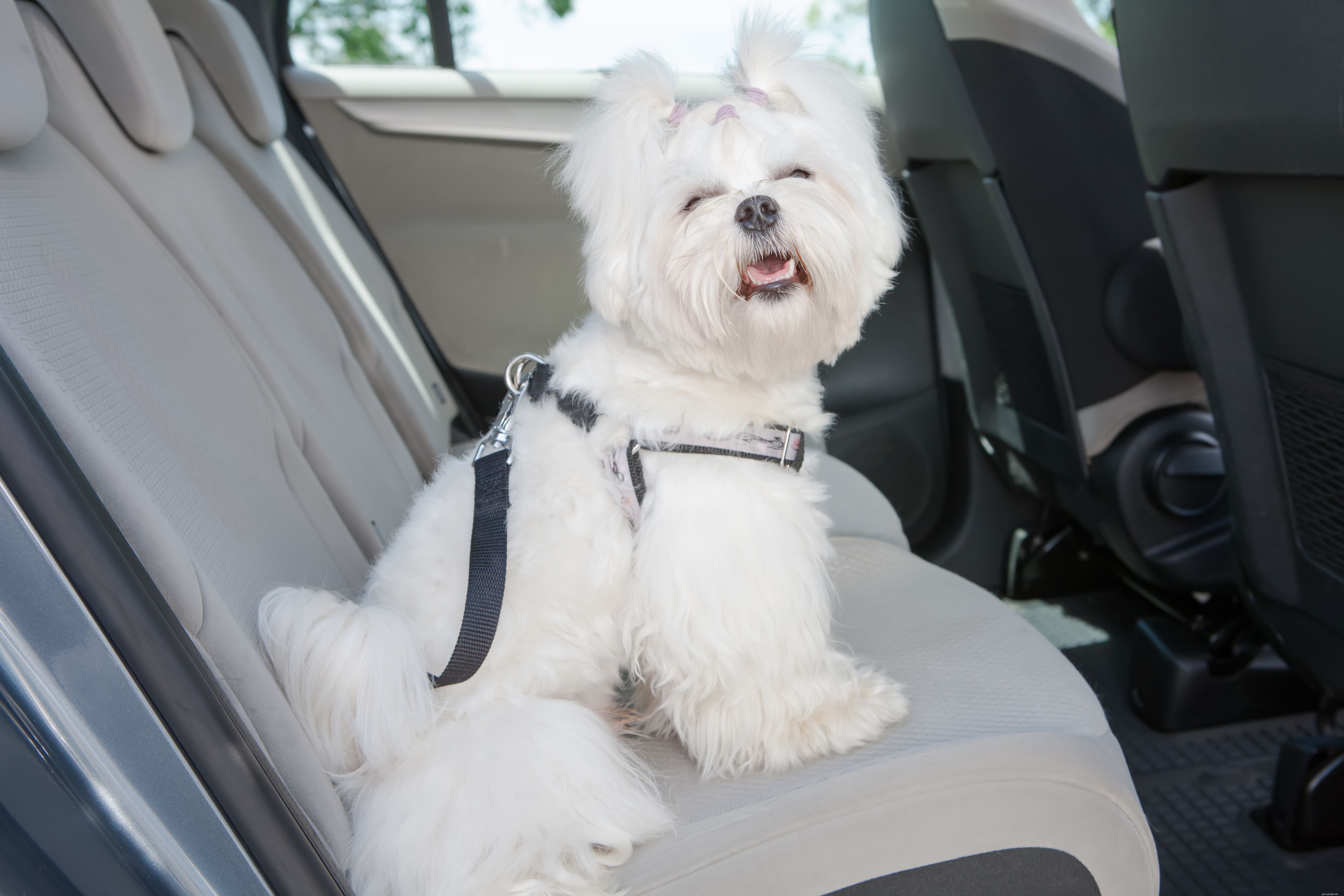 Melhor maneira de prender um cachorro no carro por segurança