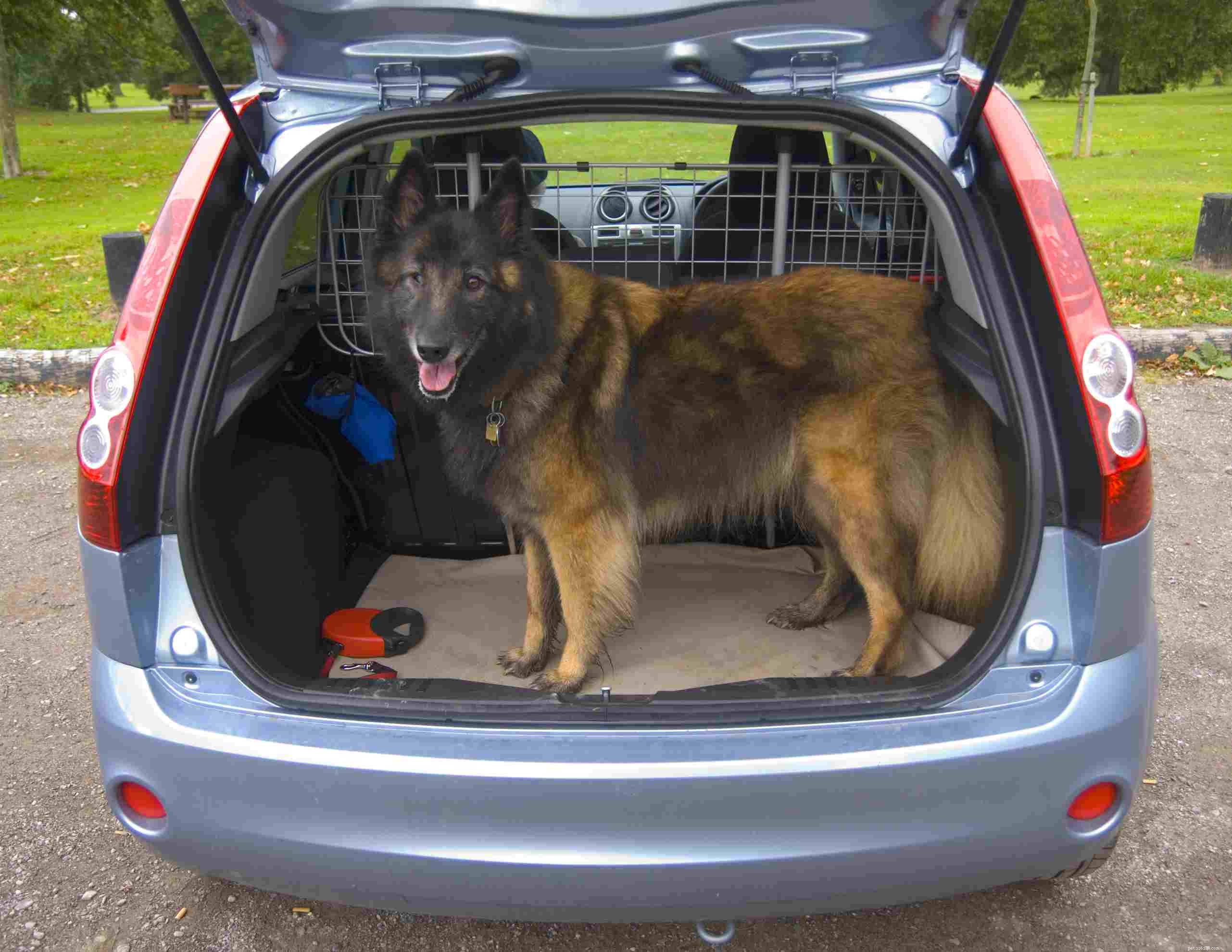 Melhor maneira de prender um cachorro no carro por segurança