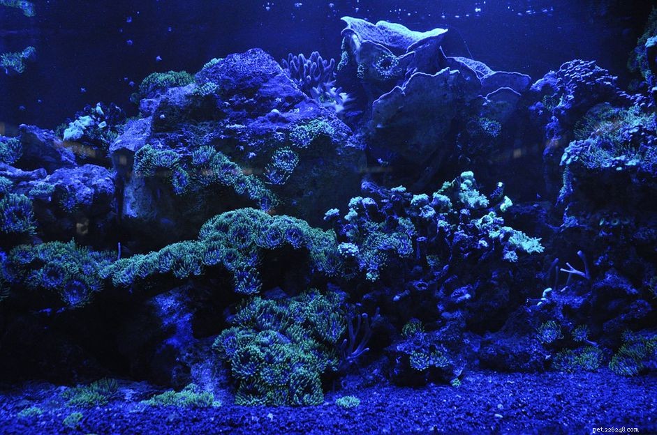 LED-verlichting voor uw zoetwateraquarium