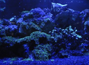 Светодиодное освещение для вашего пресноводного аквариума