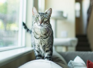 Comprendre comment les chats parlent à travers les mouvements de l oreille