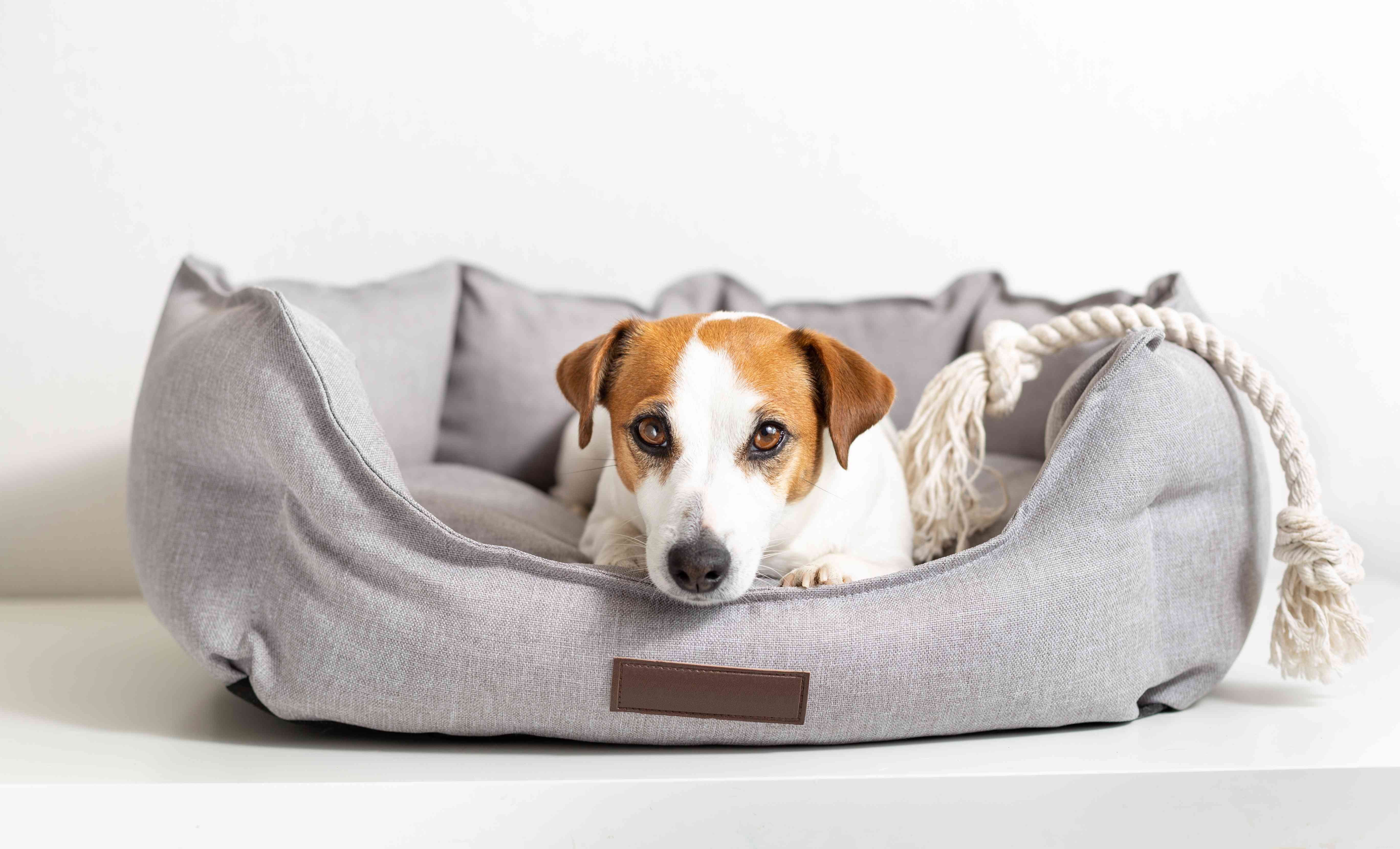 3 chique manieren om de ruimte van uw hond te laten werken met uw esthetiek