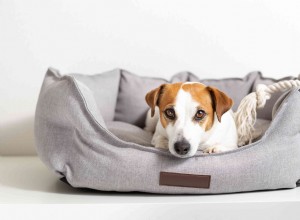 3 elegantní způsoby, jak zajistit, aby prostor vašich psů fungoval s vaší estetikou