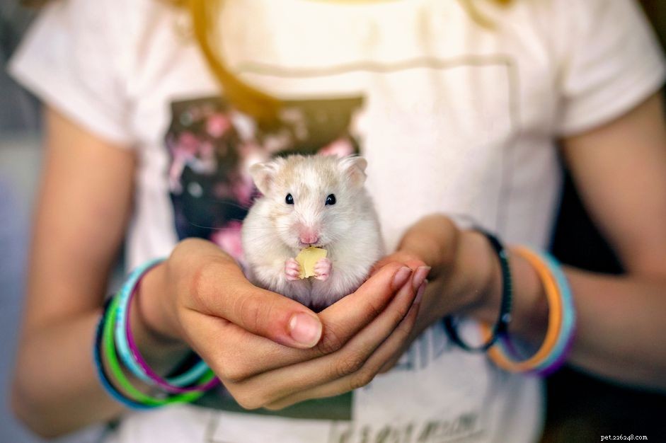 5 hamsters de estimação mais populares