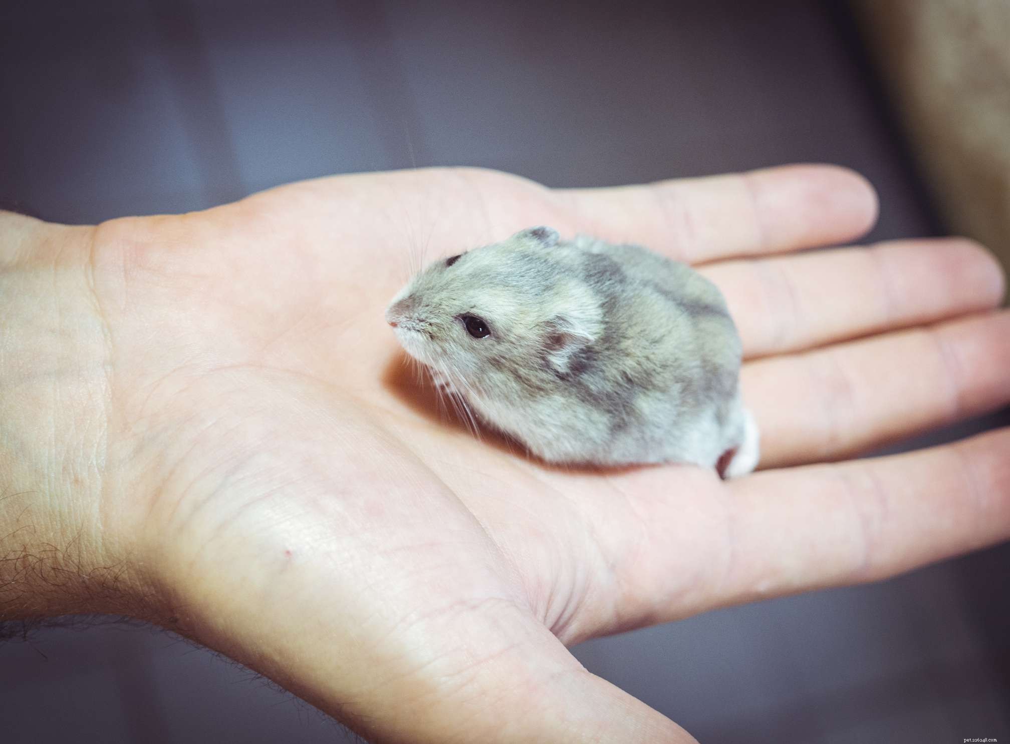 5 hamsters de compagnie les plus populaires