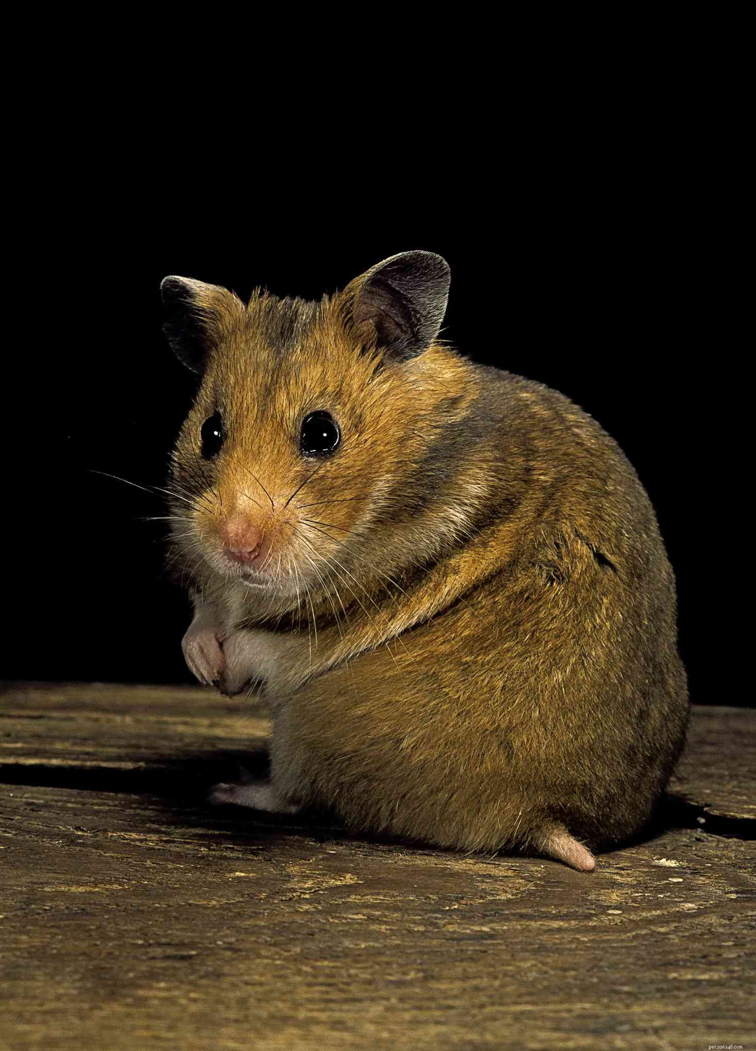 5 hamsters de compagnie les plus populaires