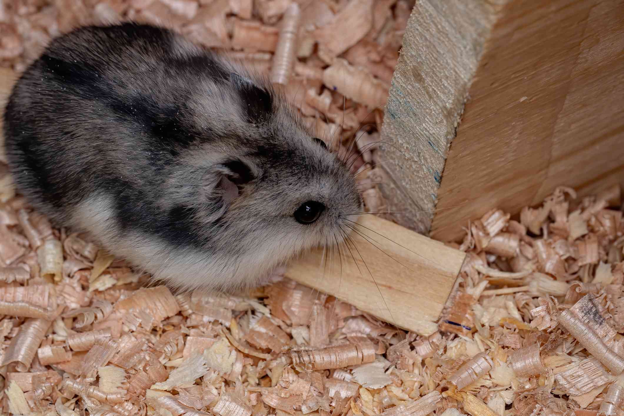 5 hamsters de estimação mais populares