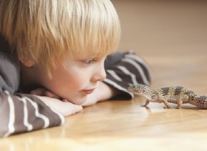 Шесть самых простых домашних рептилий для детей