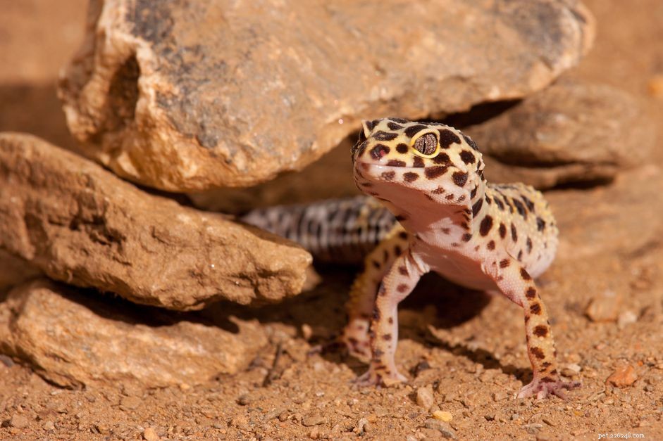 Como construir um habitat favorável para sua lagartixa-leopardo