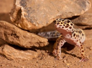 Как создать благоприятную среду обитания для леопардового геккона