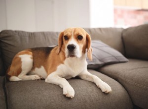 Fièvre chez les chiens