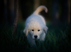 Les chiens peuvent-ils voir dans le noir ?