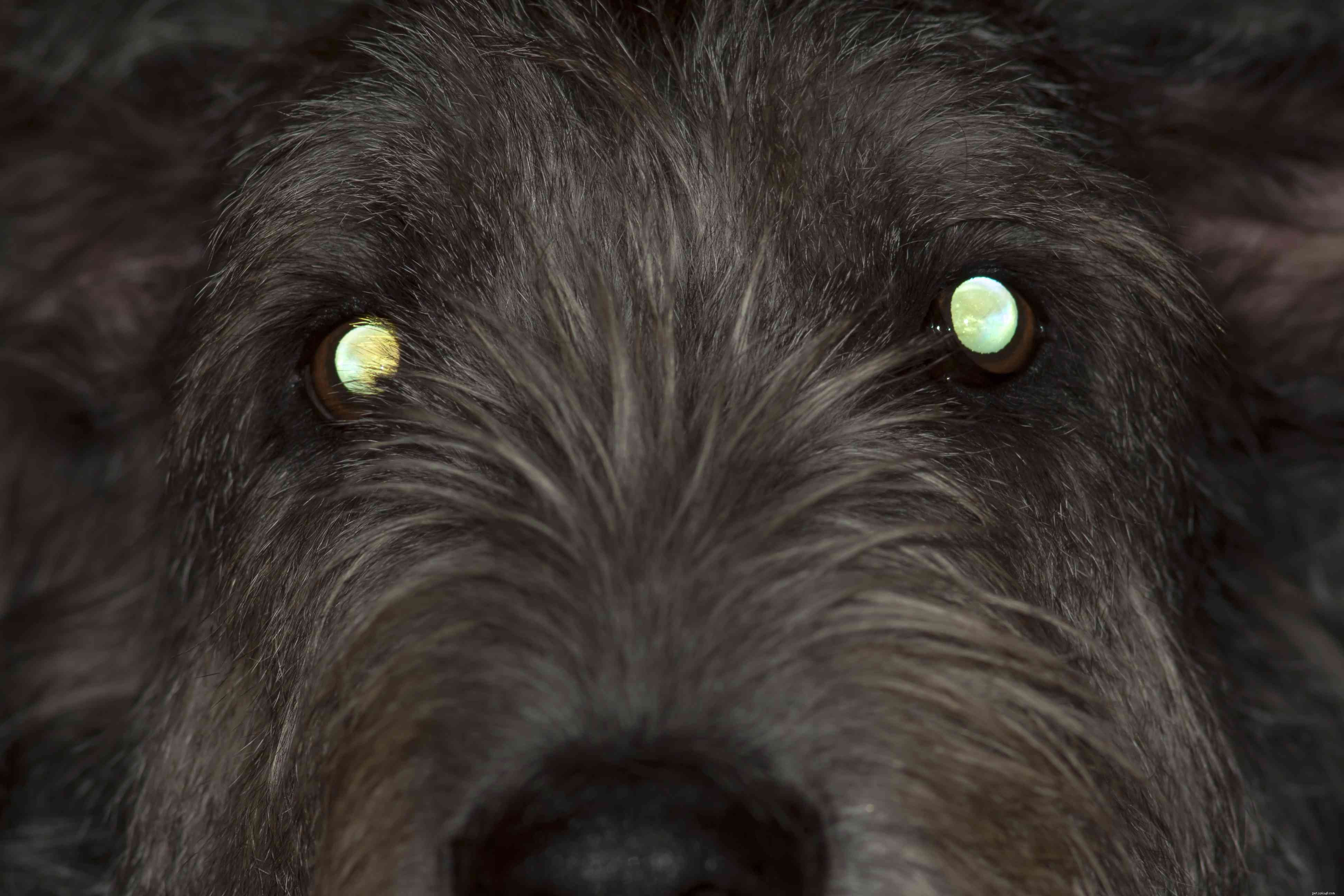 Les chiens peuvent-ils voir dans le noir ?