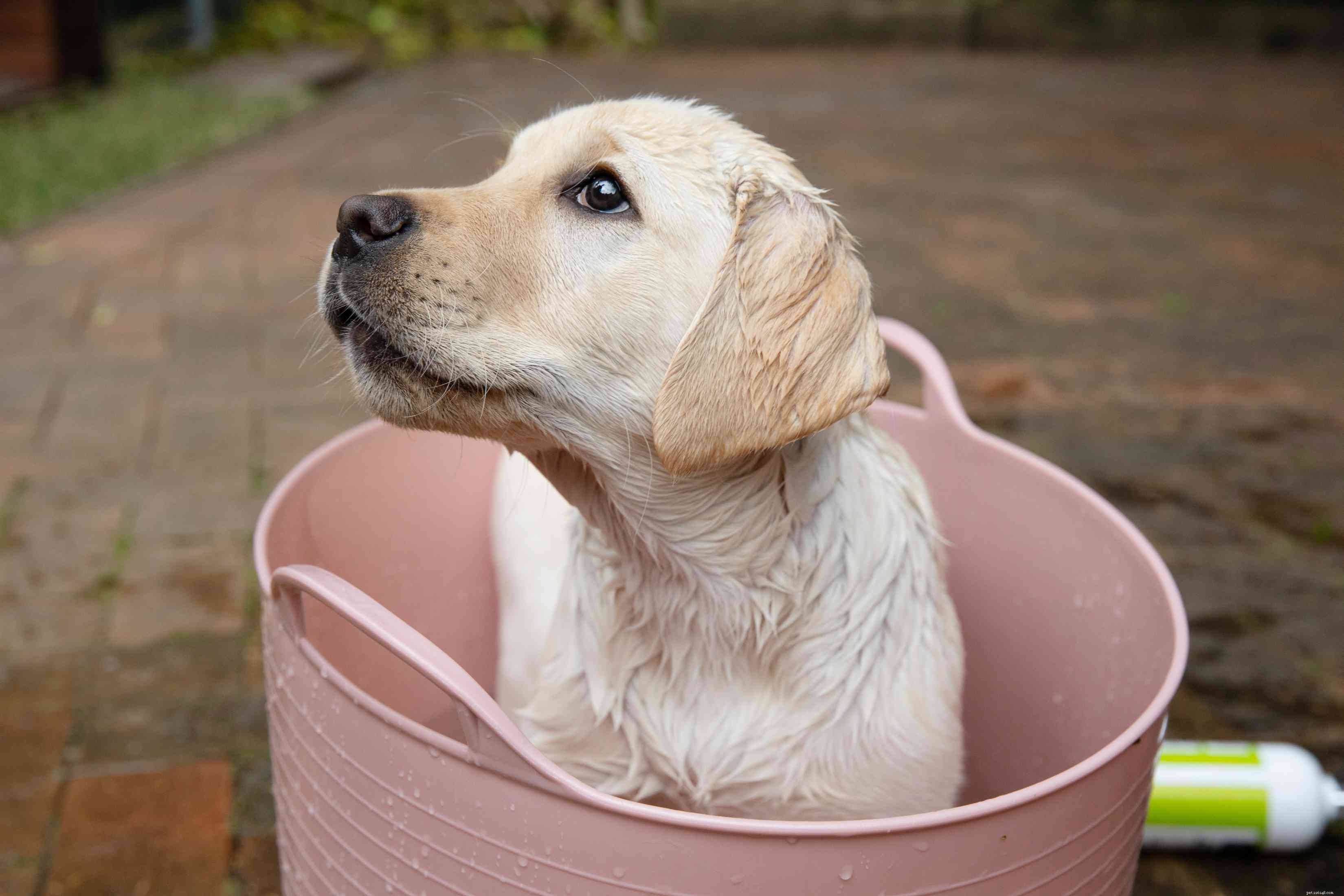 강아지를 목욕시키고 손질하는 방법