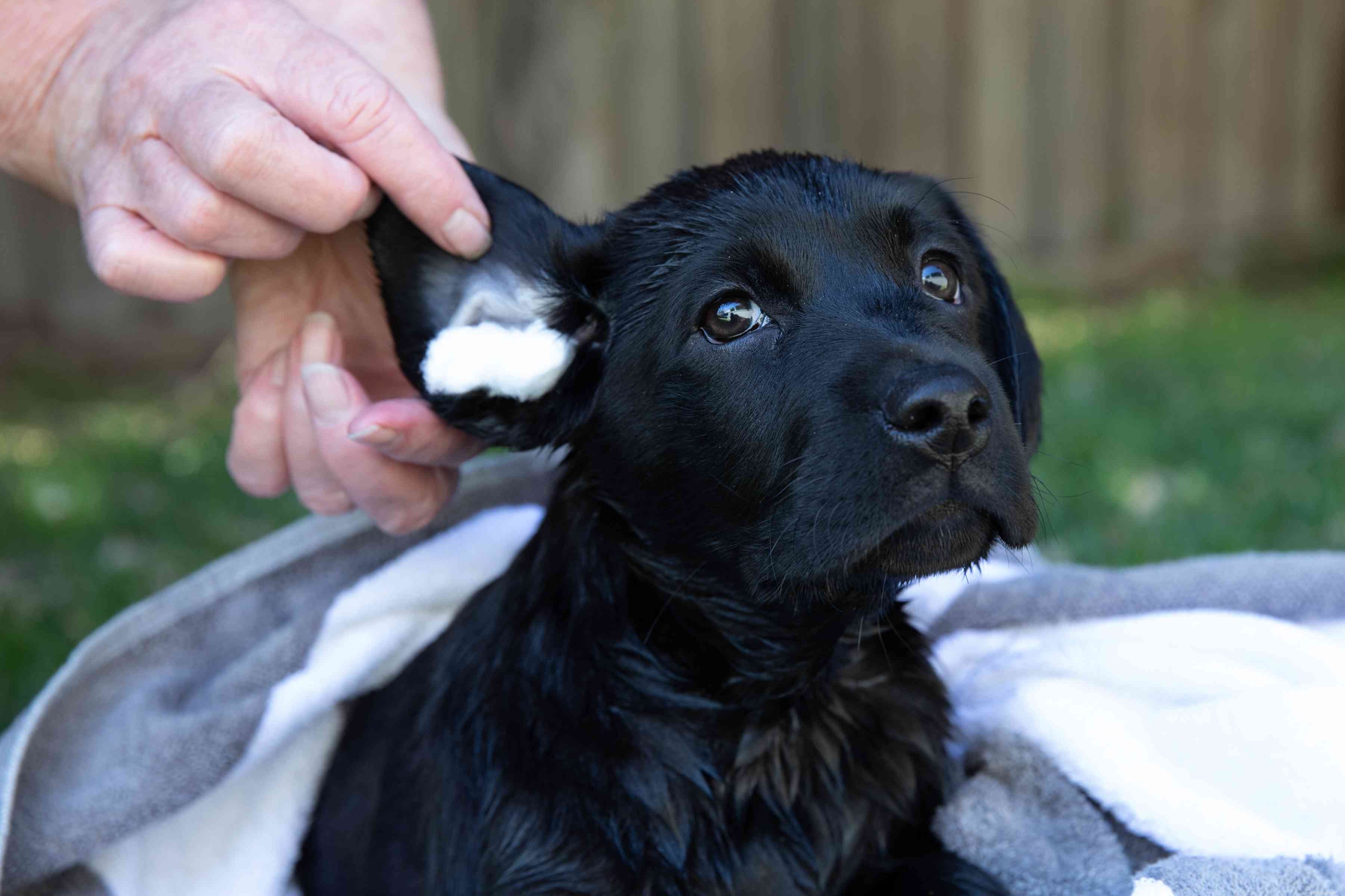 Je puppy wassen en verzorgen