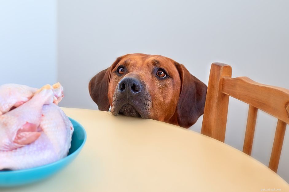 I cani possono mangiare pollo crudo?