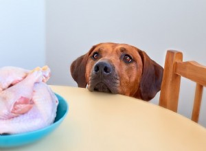 Mohou psi jíst syrové kuře?