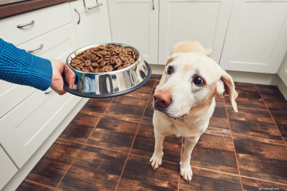 개에게 얼마나 많은 음식을 먹여야 합니까?