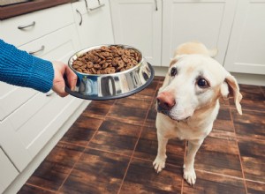Kolik jídla mám krmit svého psa?