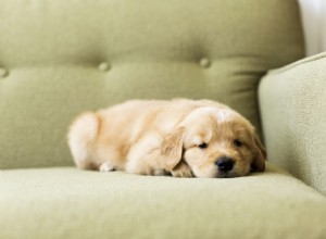 Comment établir une routine avec votre nouveau chiot