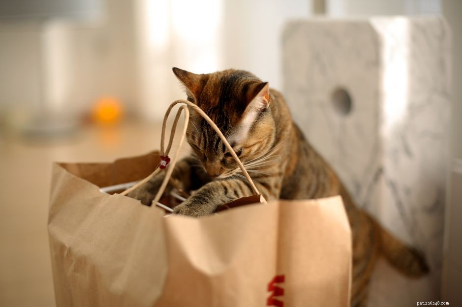 Lista de compras para seu novo gato