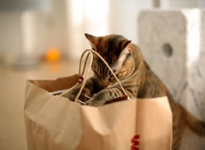새 고양이를 위한 쇼핑 목록