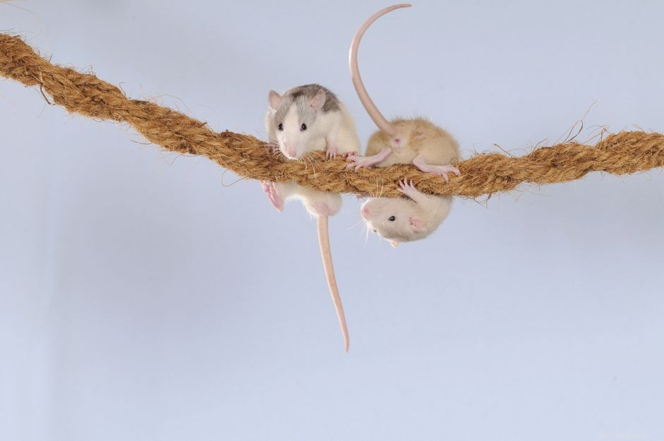 Gör-det-självleksaker för husdjursråttor som använder saker du redan har