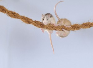 Jouets de bricolage pour rats de compagnie utilisant des choses que vous avez déjà