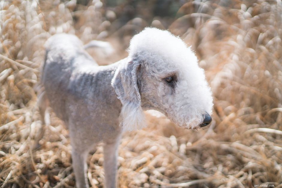 Bedlington Terrier:Hundrasprofil