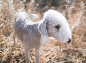 Бедлингтон-терьер:Профиль породы собак