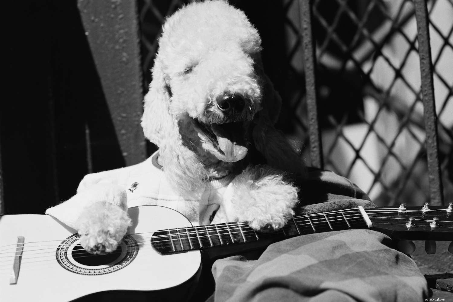 Bedlington Terrier:profilo della razza canina