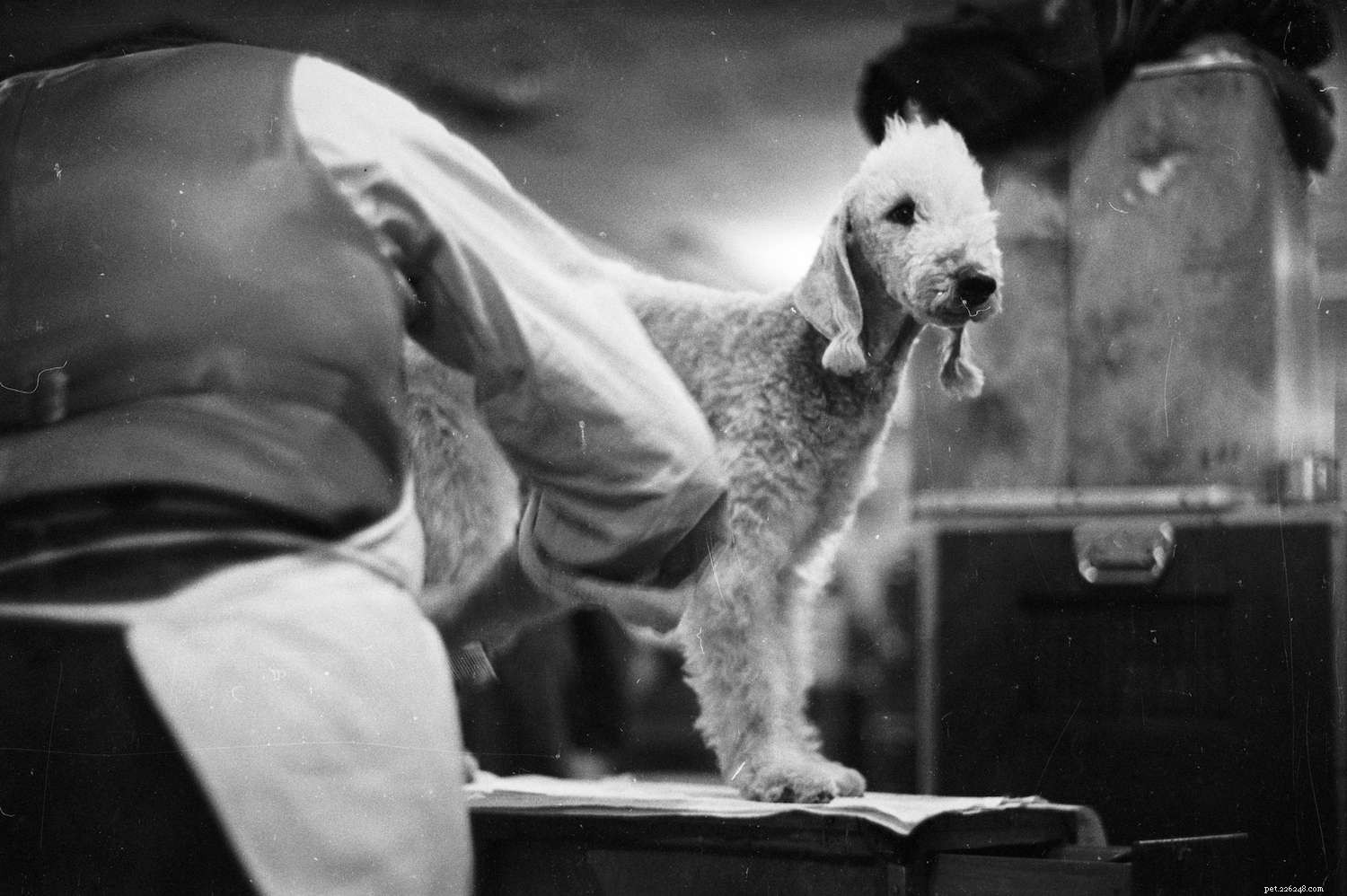 Bedlington Terrier:개 품종 프로필