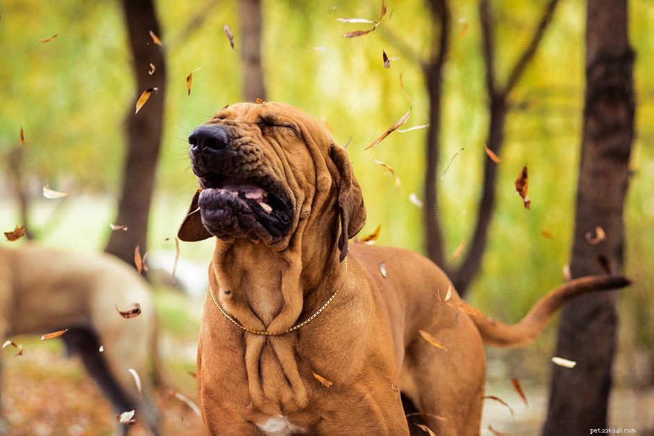 Omvänd nysning hos hundar:vad är det och vad man ska göra
