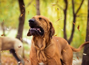 Reverzní kýchání u psů:Co to je a co dělat 